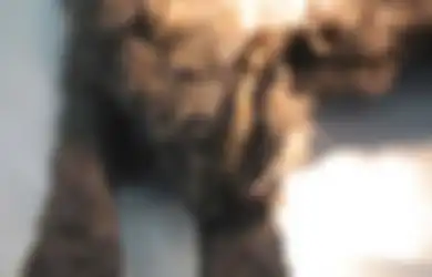 Jasad Makhluk Purba yang Ditemukan Telah Membeku selama Ribuan Tahun Ini Memberi Rahasia Besar pada Kemajuan Ilmiah, Lihat Wujudnya!