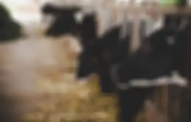 Sapi Milik Presiden Jokowi Dinobatkan Sebagai Hewan Kurban Terbesar se-Indonesia, Bernilai Fantastis!