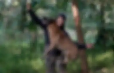Kasus ART Tewas Digigit Anjing Majikan: Benarkah Pemilik Anjing Harus Bertanggung Jawab Jika Anjingnya Gigit Orang Lain?