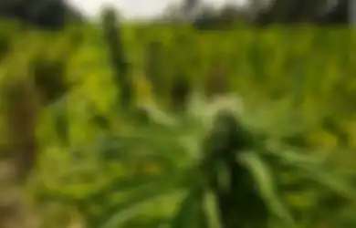 Mati-matian Tutupi Keterlibatannya Sebagai Pemasok Ganja, Perbuatan Ibu Ini Terbongkar Karena Perkataan Polos Anaknya ke Petugas Polisi