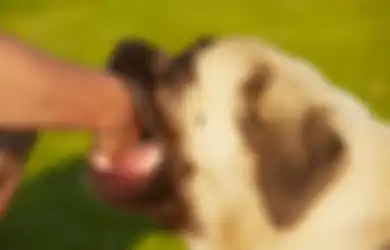 Kasus ART Diterkam Seekor Anjing, Begini Cara Menangani Luka akibat Gigitan Anjing