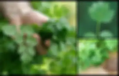 Manfaat Daun dan Biji Ketumbar: Kelola Diabetes, Perangi Kanker, dan Jaga Kesehatan Jantung, Simak Cara Bikin Air Ketumbar!