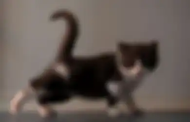 Media Sosial Dihebohkan Video Anak Kucing yang Diinjak Sampai Mati oleh 3 Perempuan, Terungkap TKP dan Motif Pelaku