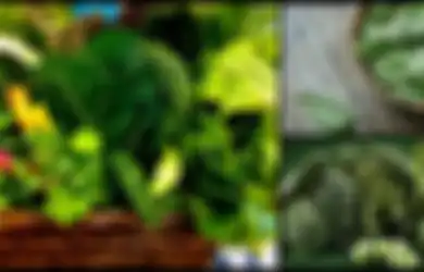 Yuk 'Hijaukan' Darahmu Agar Sehat Selalu, Berikut 5 Kriteria Sayuran yang Harus Anda Konsumsi, Apa Saja?
