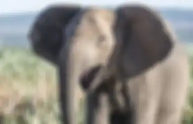 1.500 Gajah di Sabah Terancam Pemburu Liar, Gajah-gajah Sekarang Terlahir Tanpa Gading, Bukti Evolusi untuk Bertahan Hidup Sedang Bekerja?