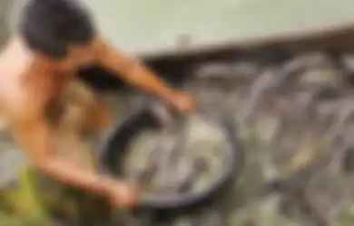 Jangan Mau Kena Hoax! Disebut-sebut Bisa Sebabkan Kanker Karena Ikan Lele Makan Kotorannya Sendiri, Ahli Bongkar 1 Fakta Sebenarnya Ini
