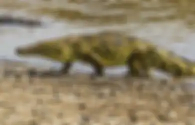 Tak Sedikit pun Takut, Warga di Desa Ini Biasa Duduk di Atas Punggung Buaya, 'Bahkan Kami Berenang Bersama Mereka'
