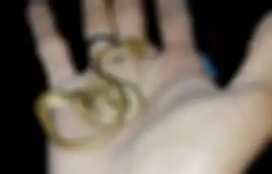 Viral Ular Berkepala Dua di Bali, Peneliti: 'Ini Sama Seperti Manusia Kembar Siam'