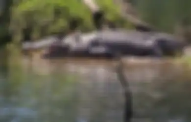 Departemen Lingkungan Pasang Jebakan, Bocah 10 Tahun Lindungi Howard, Buaya Sepanjang 4 Meter, Agar Tetap Berada di Sungai