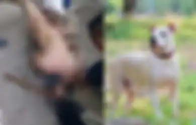Ketangkap Basah Rudapaksa Kembang Desa, Pemuda Ini Bak Kena Karma Instan, Alat Viral Digigit Anjing Warga Saat Berusaha Kabur!