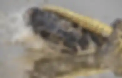 8 Menit Bertarung Sengit, Anakonda Ini Melilit Buaya Sepanjang Hampir 2 Meter, Siapa yang Menang?