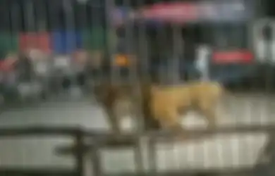 Pementasan Sirkus Berubah Mencekam Ketika Harimau Kabur dari Kandang, Saat Ditemukan Beginilah Kondisi Harimau Itu