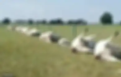23 Ekor Sapi Tewas Tersambar Petir, Semuanya Ditemukan Menggembung dengan Perut  Meninggalkan Luka Gosong