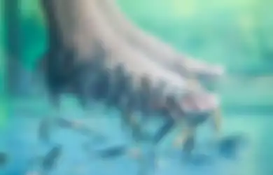 Niatnya Lakukan Spa Ikan, Saat Kakinya Mulai Masuk ke Kolam, Ikan-Ikan Kecil ini Justru Pada Mati