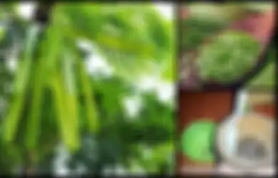 Basmi Cacingan hingga Redakan Nyeri, Ini 4 Manfaat Kesehatan Luar Biasa dari Mlanding, Yuk Konsumsi Sekarang!