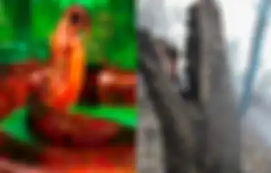 Lebih Besar dari Piton Raja yang Jadi Korban Kebakaran Hutan di Kalimantan, Inilah Titanoboa, Monster Ular Pemakan Buaya