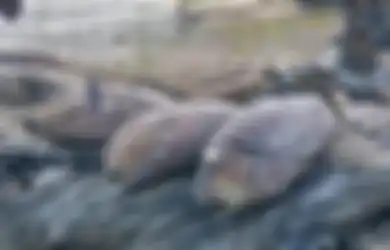 Bukan Karena Sisa Bom Perang Dunia II Meledak, Tapi Gubernur Maluku Sebut Ribuan Ikan Mati Misterius Karena Hal Ini