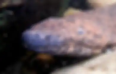 Panjangnya Hampir 2 Meter, Salamander Raksasa China yang Juga Amfibi Terbesar di Dunia Ternyata Tak Sendirian, Masih Punya Saudara?