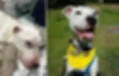 Anjing Terkurus dengan Tulang Terlihat Ditemukan Makan Kaca dan Baterai untuk Bertahan Hidup, 'Dia Berada di Ambang Kematian'