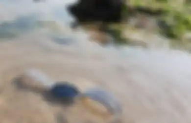 Cara Mudah Menjaga Samsung Watch Active di Dalam Air Laut