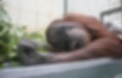 Diselamatkan dari Kebakaran Hutan di Kalimantan, Seperti Ini Kondisi Orangutan Bara dan Arang