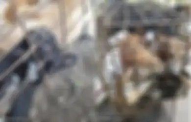 Kisah Anjing-anjing yang Dikurung di Kandang Sempit dan Disiksa untuk Dimasak Hidup-hidup, 200 Anjing Dibantai dalam Sehari di Kamboja