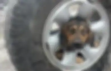 Agresif dan Serang Tim Penyelamat, Seekor Anjing yang Kepalanya Tersangkut di Ban Mobil Ini Tidak Bisa Diadopsi, Kok Bisa?