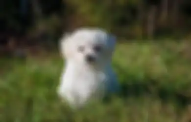 Semringah Dapat Anjing Kecil Menggemaskan, Ternyata Pria Ini Salah Kaprah dan Malah Pelihara Hewan Illegal