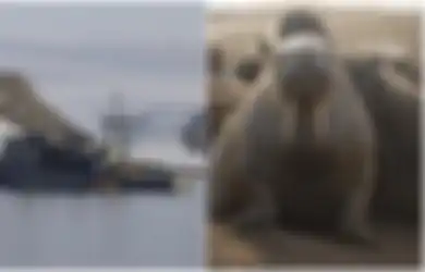 Gara-gara Lakukan Hal Ini, Kapal Angkatan Laut Rusia Ditenggelamkan Walrus di Samudra Arktik