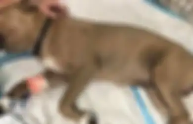 Dikenal Sebagai Anjing Paling Setia, Seekor Pitbull Relakan Nyawanya Demi Selamatkan 2 Anak dari Gigitan Ular Berbisa