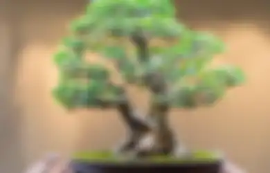 Trik Membuat Bonsai pada Batu, Siapkan Potongan Selang Plastik, Begini Caranya!