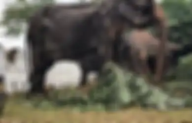 Ingat Tikiri, Gajah Tinggal Tulang dan Kulit yang Foto-fotonya Bikin Marah Netizen Seluruh Dunia? Begini Nasib Akhirnya yang Berujung Tragis