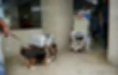 Dokter Sudah Memvonis Mati, Penderita Kanker Ini Bertemu Anjingnya untuk Terakhir Kali, Namun Hal Ajaib Tiba-tiba Terjadi