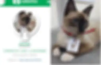 Terlunta-lunta dan Tak Disukai, Kucing Ini Sekarang Dipekerjakan di Sebuah Kantor Pengacara dan Menjadi Idola