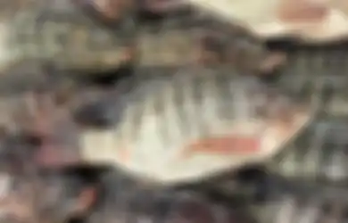 Dikonsumsi Jutaan Umat, Ikan Gurih dan Nikmat Ini Ternyata Dipenuhi Zat Kimia Mengerikan hingga Jadi Pemicu Penyakit Kanker