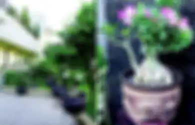 Trik Sukses Menbonsai Adenium Bergaya Sapu Terbalik, Cantik Eksotik!