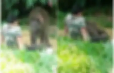 Sebuah Rekaman Memilukan Memperlihatkan Gajah Yatim Piatu yang Meringkuk di Pangkuan Pengasuhnya Setelah Ditolak Kawanannya