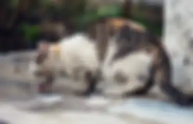 Tercium Bau Busuk dari Sebuah Rumah Sewaan, Dua Pemilik Kucing Ditangkap Setelah Ditemukan Hal Mengerikan Ini