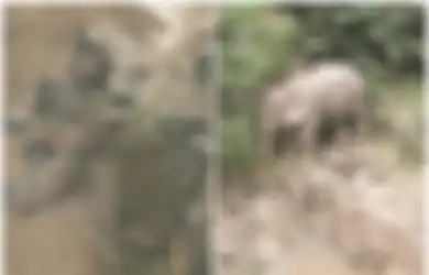 Dengar Tangisan Saat Dini Hari, Petugas Taman Nasional Temukan Kawanan Gajah Mati Bersama di Air Terjun, Ternyata Ini yang Terjadi