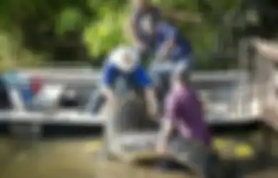 Bekerja Sebagai 'Penakluk Hewan Buas', Pria Ini Tak Gentar Hidup Serumah dengan 7 Ular Piton dan Buaya Sepanjang 4 Meter