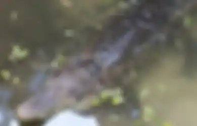 Wudhu di Parit, Seorang Ibu Diterkam Buaya, Namun Justru Buaya Ini yang Berakhir Tewas