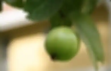 Coba Tanam Jambu Biji di Pekarangan Rumah, Air Rebusannya Bisa Atasi Sederet Masalah Kulit dari Jerawat Sampai Keriput!