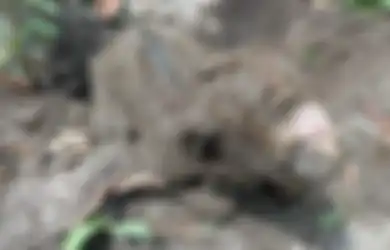 Bayi Sapi Bermata Satu Lahir Tanpa Hidung, Sang Induk Sering Bersama Babi Hutan, Pemilik Ungkap Keanehan Berikut!