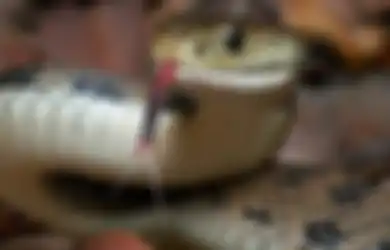 Berniat Hilangkan Racun dengan Makan Empedu Ular, Seorang Pria Alami Kejang hingga Pingsan, Ternyata Ini yang Terjadi
