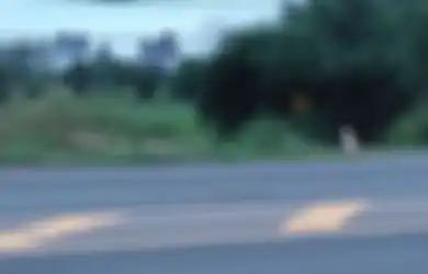 4 Tahun, Anjing Ini Setia Tunggu Pemiliknya di Pinggir Jalan, Tapi Justru Lakukan Ini Setelah Ditemukan Pemiliknya