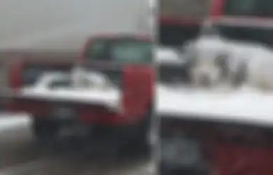 Suhu Capai Minus 18 Derajat Celsius, Anjing Ini Ditemukan 'Membeku' di Belakang Mobil Pickup yang Dikemudikan Pemiliknya