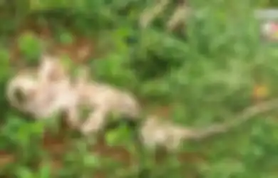Kulit Ular Berkepala Tujuh Ditemukan, Ratusan Orang Percaya Tempat Itu Simpan Kekuatan Magis