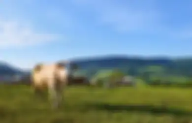 Inilah Cara Mudah Qurban Online Lewat Aplikasi LinkAja Syariah