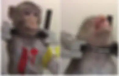 Fakta Mengerikan di Balik Laboratorium Percobaan, Monyet-monyet 'Berteriak' Kesakitan dengan Leher Terikat Sabuk Logam