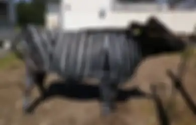 Sapi Bermotif Zebra, Solusi Cerdas Bagi Peternak untuk Mencegah Penurunan Produksi Susu, Kok Bisa?